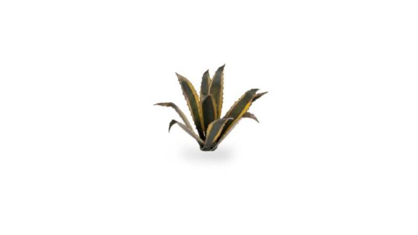 Gamers Grass    Laser Plants - Agave - GGLP-AG - 738956790064