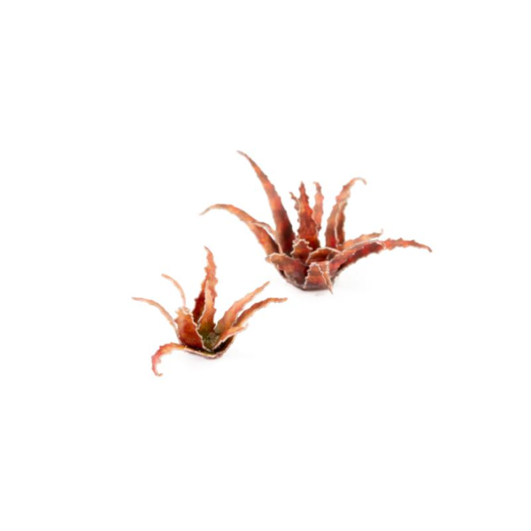 Gamers Grass    Laser Plants - Red Aloe - GGLP-RA - 738956790163